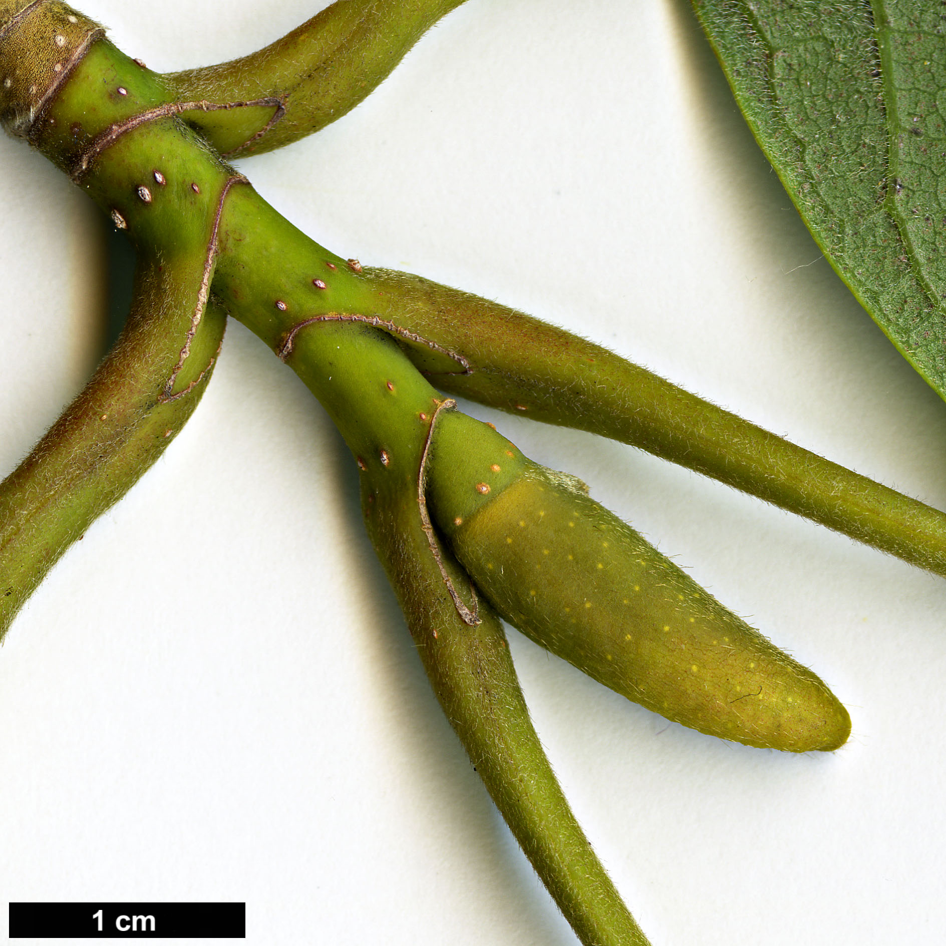 High resolution image: Family: Magnoliaceae - Genus: Magnolia - Taxon: sargentiana - SpeciesSub: var. robusta